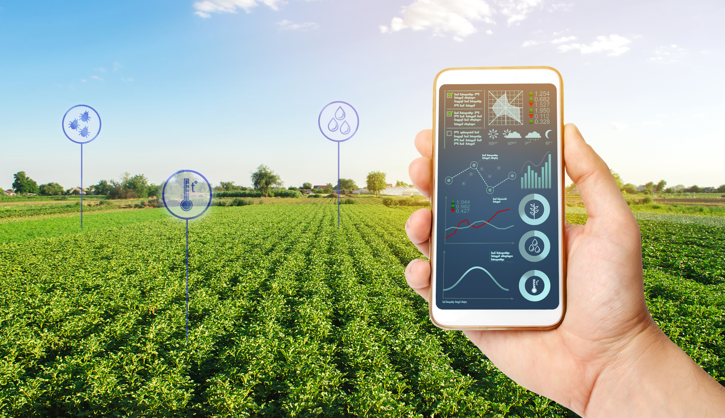 The farmer holds a phone and receives information parameters and data from agricultural field. Advanced technologies in agriculture. Agroindustry and agribusiness. Hi-tech. European organic farming.